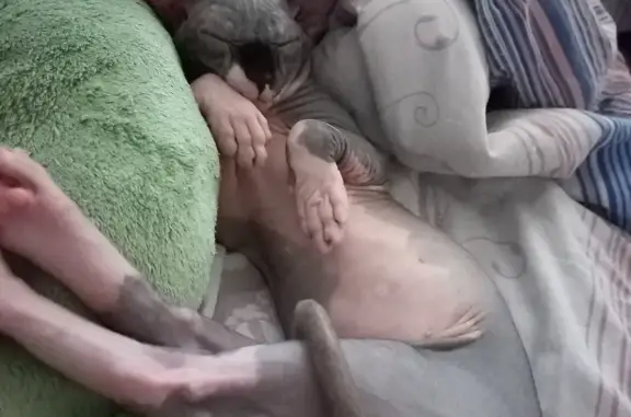 Объявления о пропавших и найденных животных, Борисовка, фото: Пропала кошка Ксюша, Школьная ул. 6, Борисовка