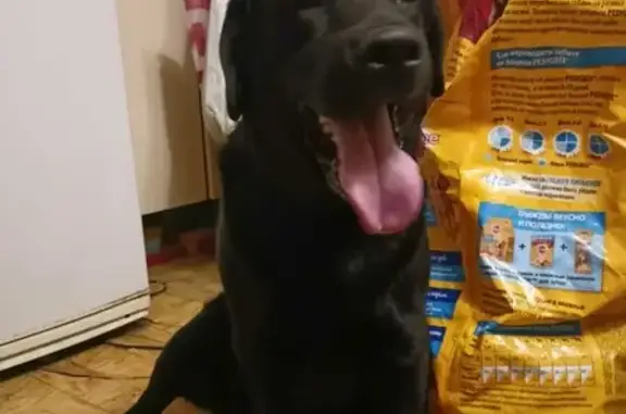 Найденные животные Ростов-на-Дону, фото: Собака Мальчик найдена на пр-те 40-летия Победы