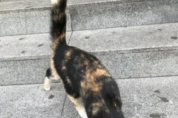 Домашняя кошка на улице Анохина, 93 в Чите