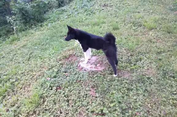 Собаки потеряшки, Нижний Новгород, фото: Потеряшкаи две лайки без ошейников на ул. Братьев Игнатовых, Н.Новгород