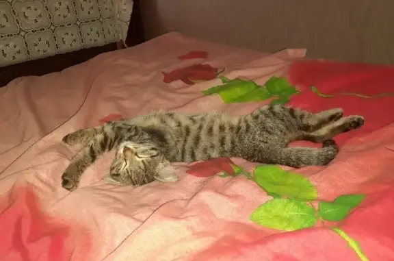 Кошки потеряшки, Набережные Челны, фото: Потеряшка кошка, Набережные Челны, 47/36-1