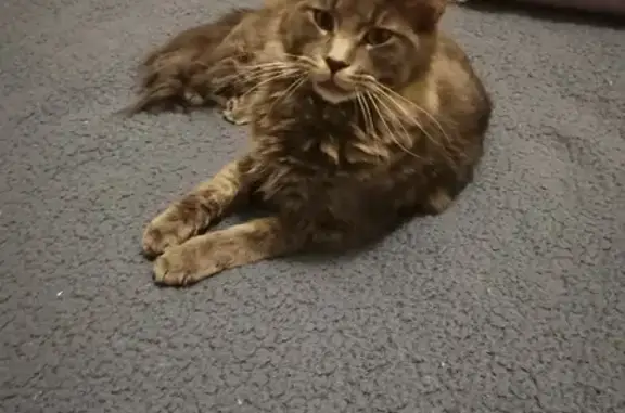 Кошки потеряшки, Санкт-Петербург, фото: Потеряшка кошка породы 