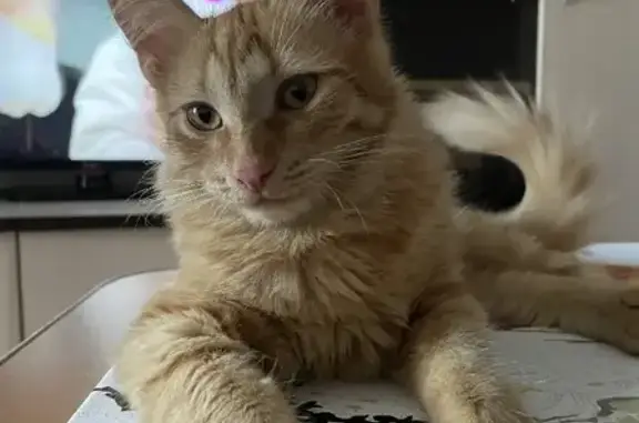 Кошки потеряшки, Ярославль, фото: Потеряшка котенок 