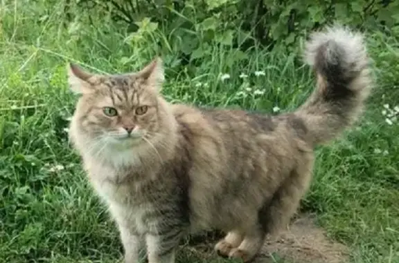 Пропала кошка Мура в Московской области