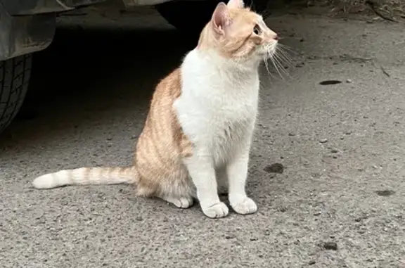 Найден домашний кот на ул. Набережной, 35 в Астрахани