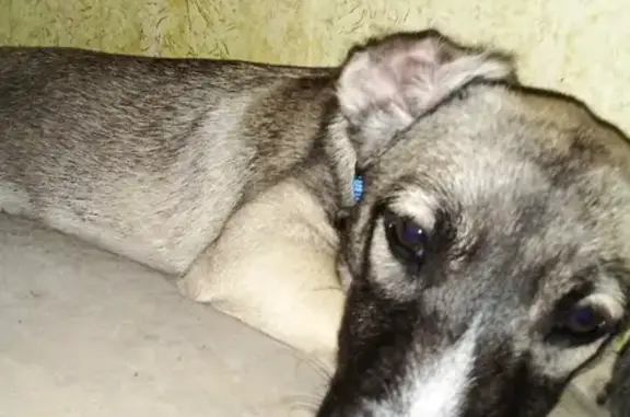 Найденные животные Ростов-на-Дону, фото: Найдена собака на улице Волкова, 3