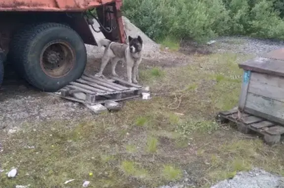 Найдена собака на ул. Комсомольская, Мурманск