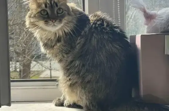 Кошки потеряшки, Петра Дубрава, фото: Потеряшка кошка Оди на Центральной улице, 29