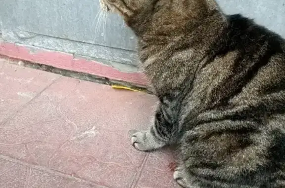 Найдена кошка на улице Говорова, 38 в Томске