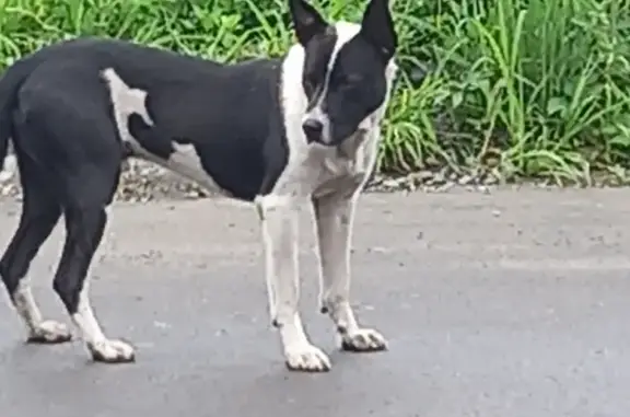 Найдена собака на Студенческой улице, 7 в Горно-Алтайске.