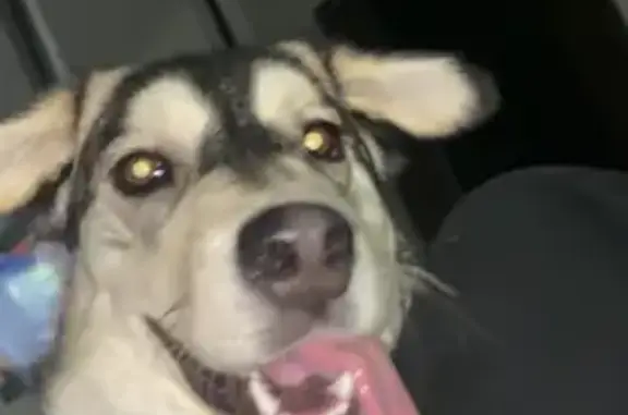 Собаки потеряшки, , фото: Потеряшка собака Афина в Гавшино (46Н-11244)