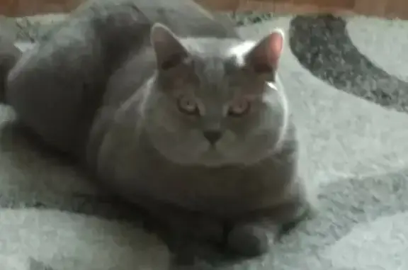 Потерянные животные Нягань, фото: Пропала кошка на Пионерской, 91 в Нягани