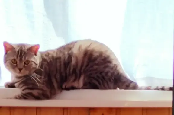 Кошки потеряшки, Ульяновск, фото: Потеряшка кошка на Октябрьской, 34-36, Ульяновск