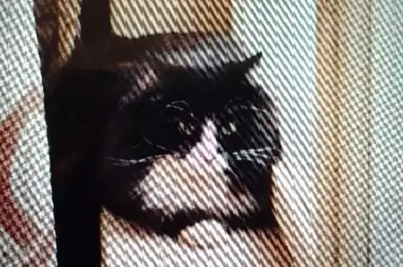 Потерянные животные Москва, фото: Пропала кошка Миша на Волжском бульваре