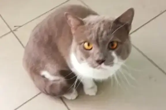 Кошка найдена на Московской, 66 в Краснодаре