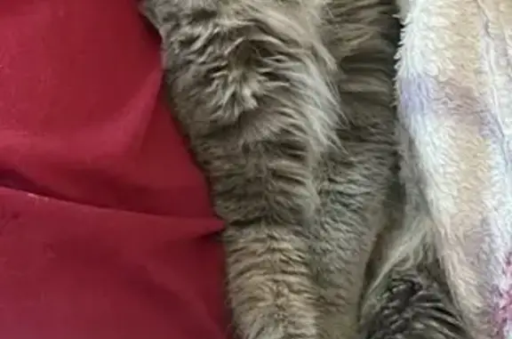 Кошки потеряшки, Екатеринбург, фото: Потеряшка серый кот на улице 8 Марта, 194