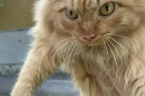 Найден рыжий котик на ул. Горького, 57 в Красноярске