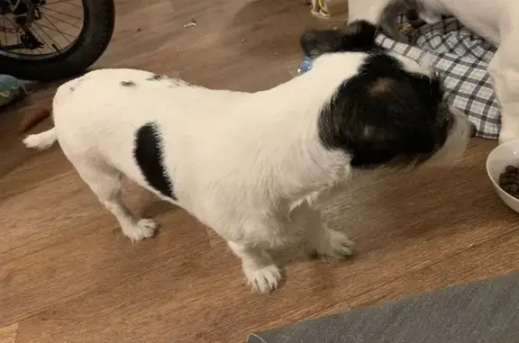 Найдена собака, Ростов-на-Дону, фото: Найдена собака Джек Рассел терьер на бульваре Дружбы, Ростов-на-Дону.