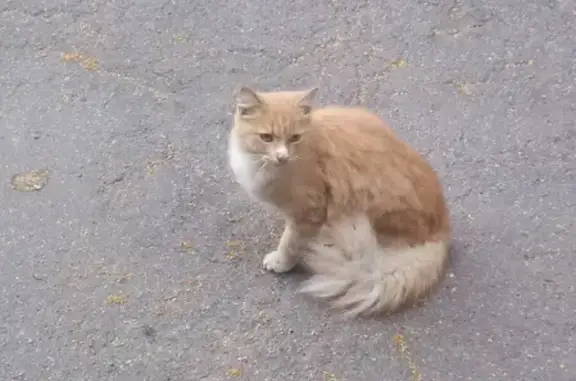 Пушистая кошка на набережной Фонтанки
