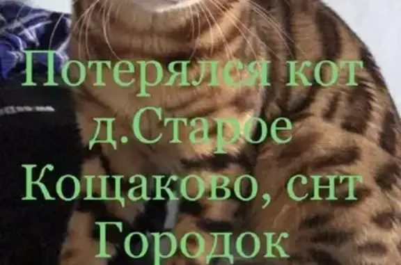 Пропал кот в Кощаково, замечен в Царёво