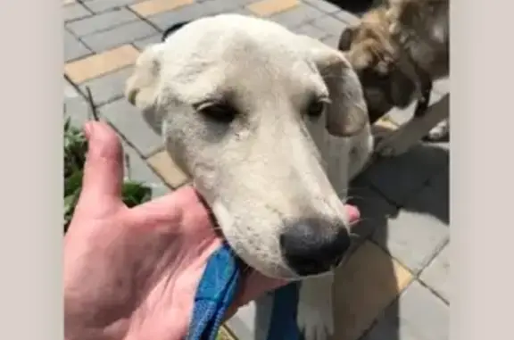 Найден щенок-девочка на Дорожной улице