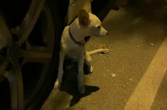 Собака на ул. Новороссийская 11, не хочет выходить из машины.