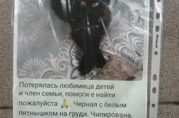 Кошки потеряшки, Казань, фото: Потеряшка кошка на пр. Ямашева, Казань.