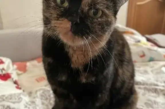 Кошки потеряшки, Москва, фото: Потеряшка кошка Марсель на улице Говорова, 3 в Москве