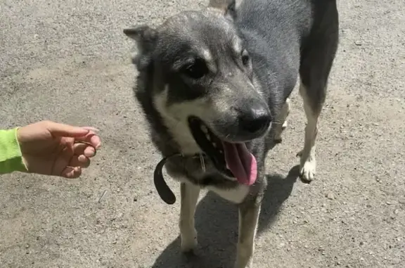 Найдена собака на ул. Запарина, 8 в Хабаровске
