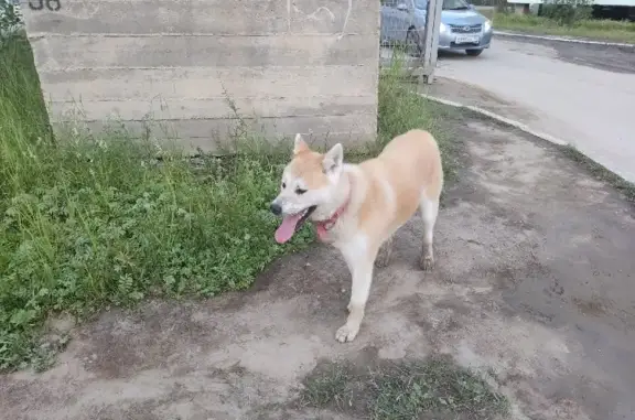 Найдена собака на улице Дежнёва, Якутск