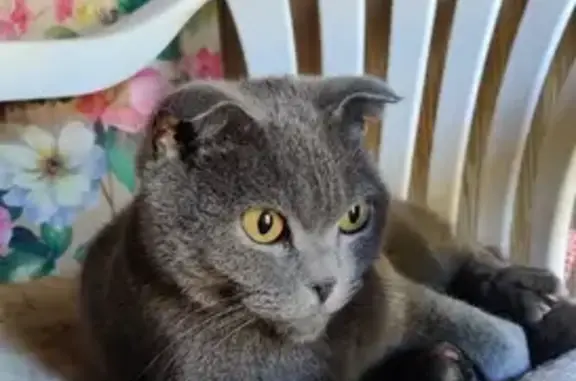 Найден домашний серый кот на Ленинской улице