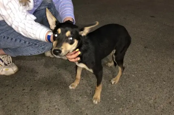 Найдена собака на Академическом мосту в Иркутске