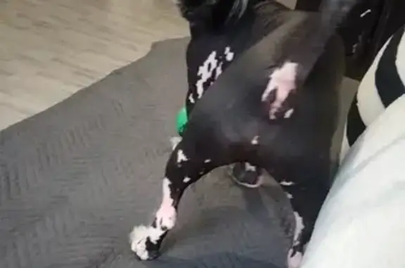 Потерянные животные Калининград, фото: Пропала Китайская хохлатая на Большой Окружной, Калининград.