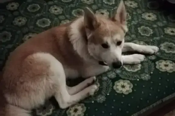 Пропала собака в Липецкой области с шипами на ошейнике.
