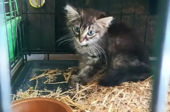 Мальчик-кошка ищет дом в Краснодаре