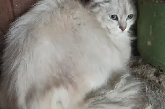 Найдена кошка на Невской в Екатеринбурге