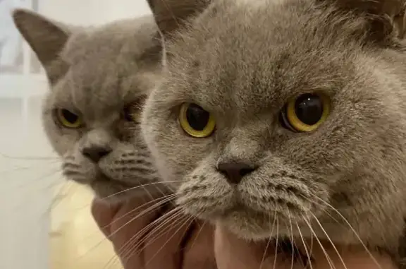 Кошки потеряшки, Москва, фото: Потеряшка кошка ЛАНА на ул. Михайлова 30А к4, Москва