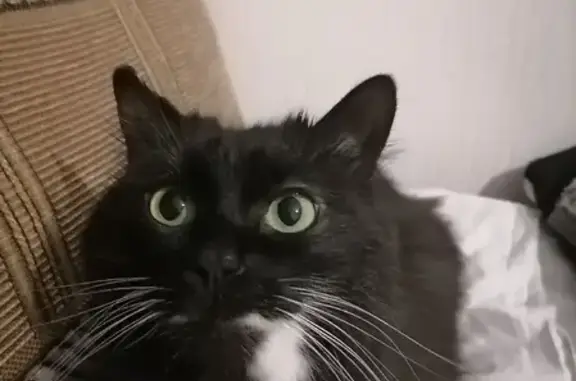 Кошки потеряшки, Лосево, фото: Потеряшка кошка в Лосево, на Школьной улице