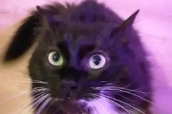 Кошки потеряшки, Лосево, фото: Потеряшка кошка Колючка в Лосево (41К-417)