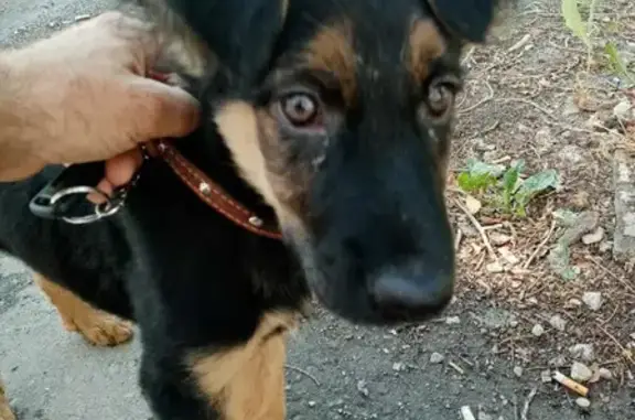 Собака найдена на проспекте Канатчиков, 7 в Волгограде