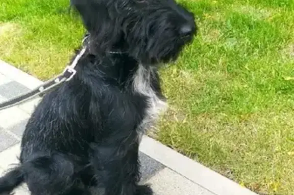 Найдена молодая собака в Краснодаре, ищет дом 🏠