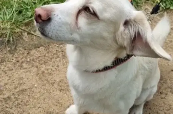 Собака Кобель найдена на Наташинской, 16 в Люберцах