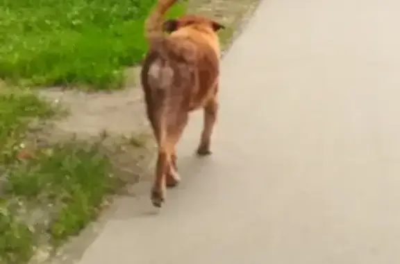 Найдена собака на Волоколамском шоссе, Москва