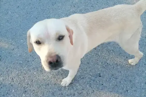 Собака найдена в Гайкодзоре, улица Дружбы, 71