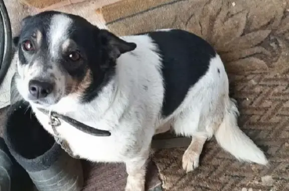 Собаки потеряшки, Нижний Новгород, фото: Потеряшка собака на ул. Архимеда, 16, Н. Новгород.