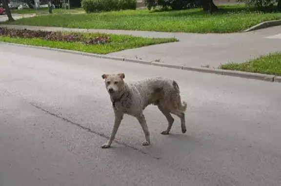 Найдена белая собака на Марьиной Роще, Москва!
