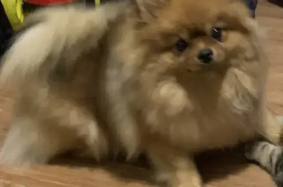 Собаки потеряшки, Новокузнецк, фото: Потеряшка рыжая шпиц-девочка на Флеровского, 31 в Новокузнецке