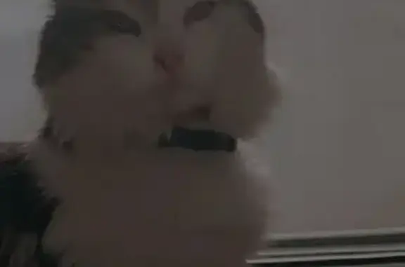 Кошки потеряшки, Красная Горбатка, фото: Потеряшка кошка Марс на Озёрной, 14