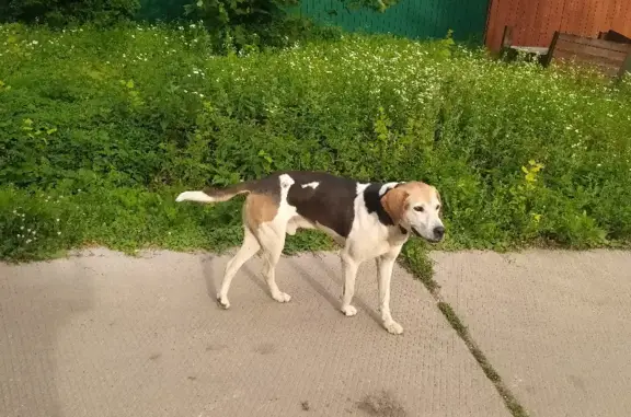 Собака ищет хозяина в Николо-Прозорово: Белый пёс с ошейником и тёмными пятнами, мальчик, неагрессивный и спокойный.
