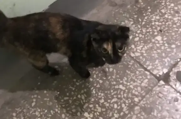 Пропала кошка на Таганской, 24 к3, Екатеринбург